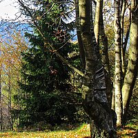 Waldbaden: Erleben Sie eine Reise durch die Sinne