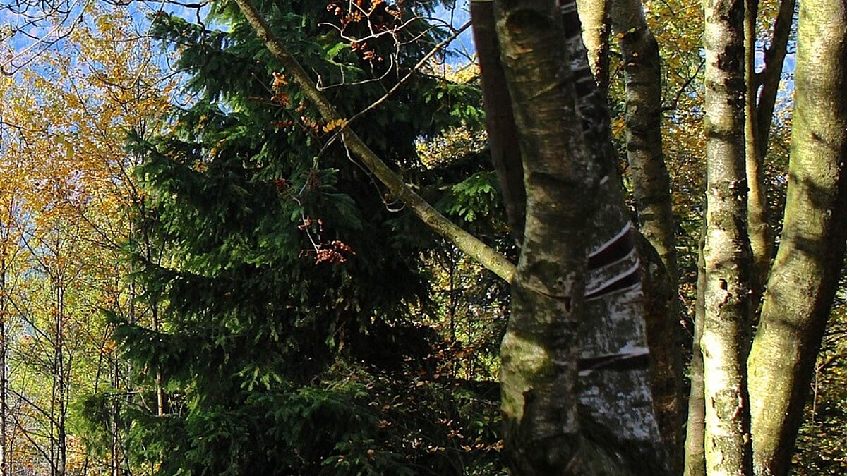 Waldbaden: Erleben Sie eine Reise durch die Sinne